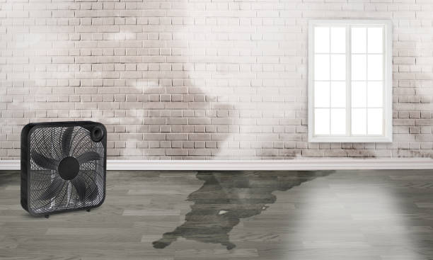 Best Flood damage cleanup  in Laughlin Af, TX